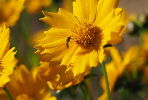 insect pollinates a native flower