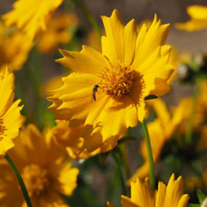 insect pollinates a lance-leaved coreopsis 