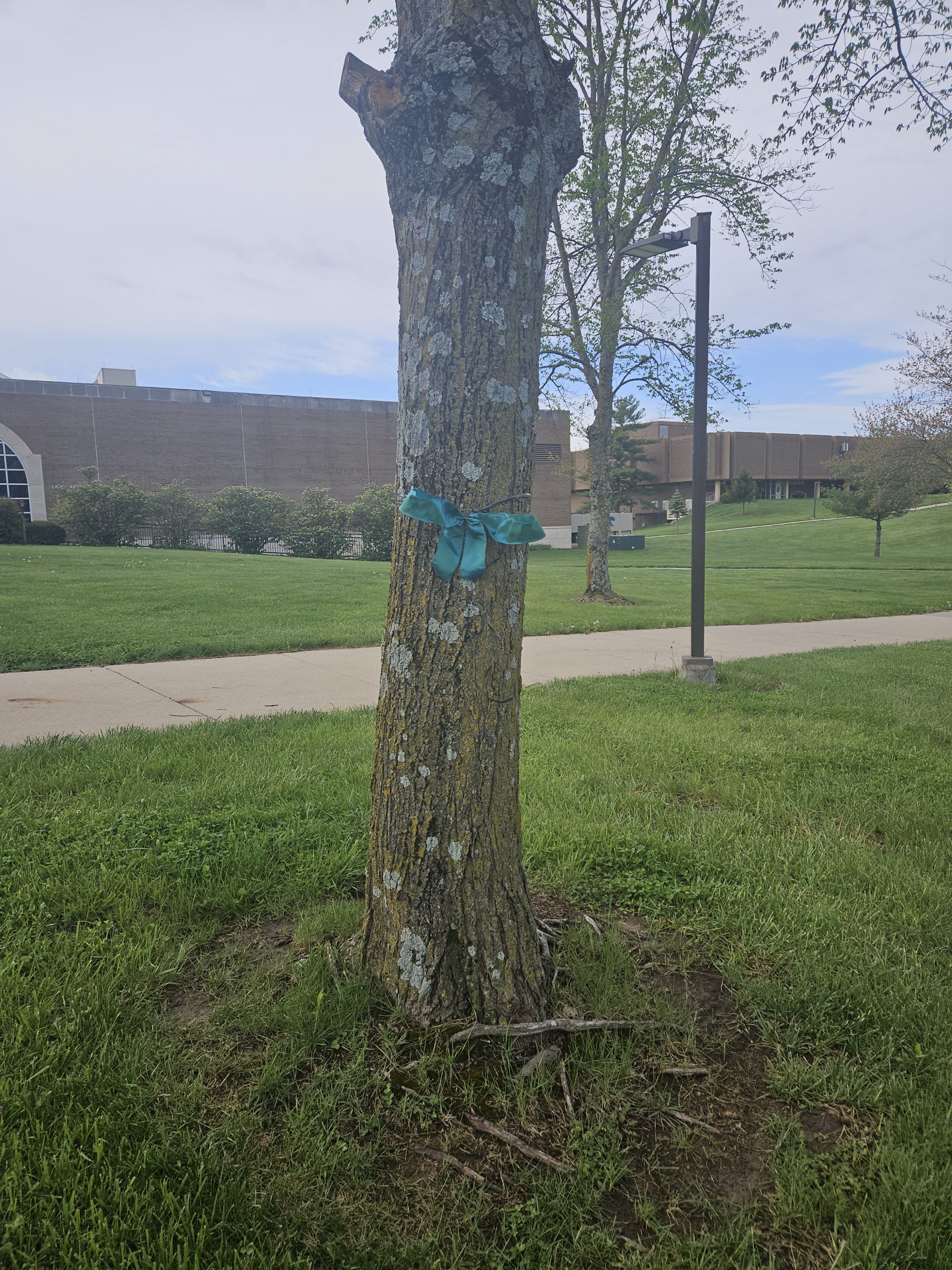Sexual Assault Awareness Month: Ribbons Across Campus SAAM