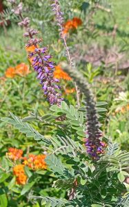 Leadplant (Amorpha canescens) with butterfly milkweed (Asclepias tuberosa) in the background