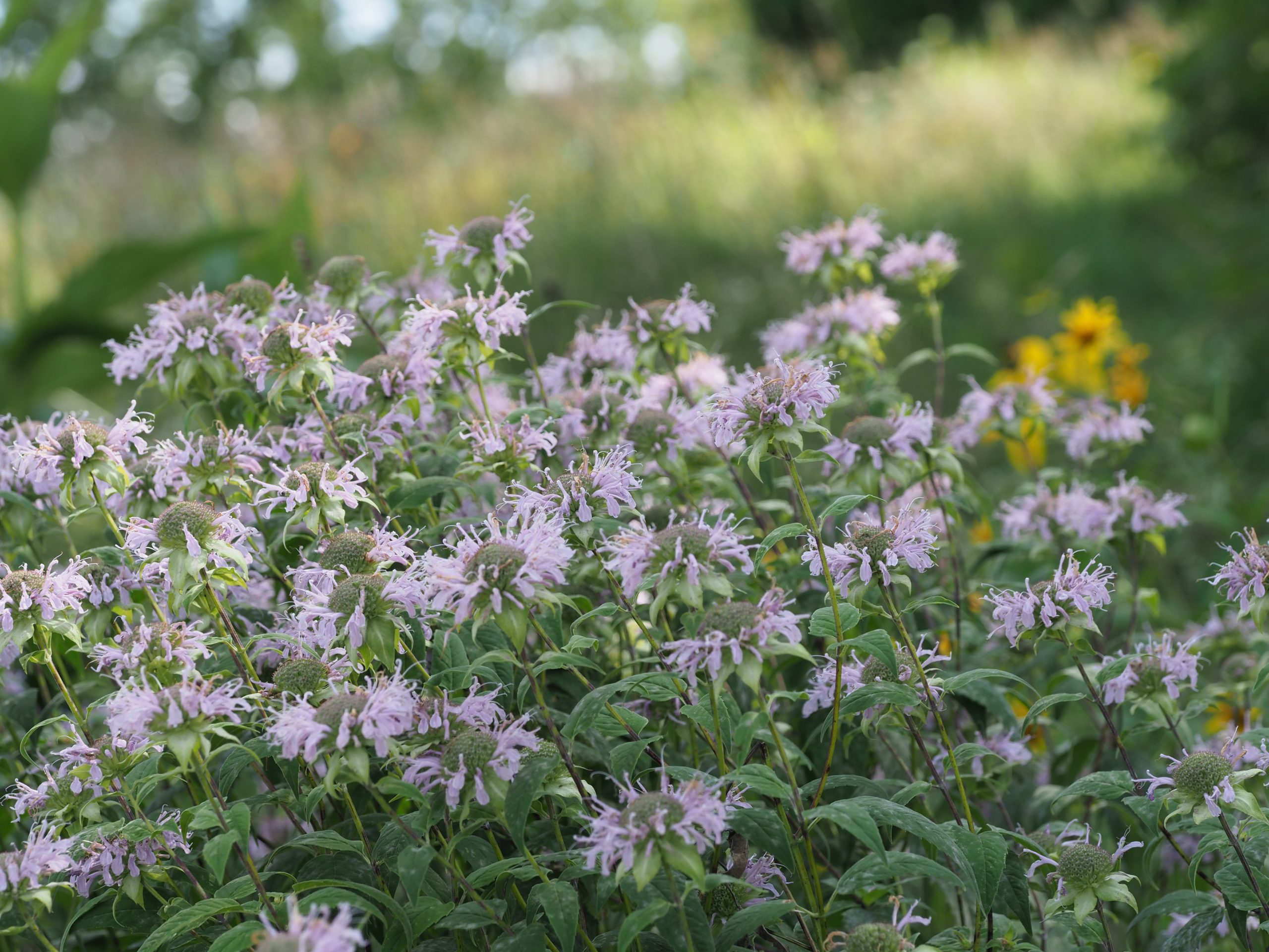 Bee Balm Bee Balm