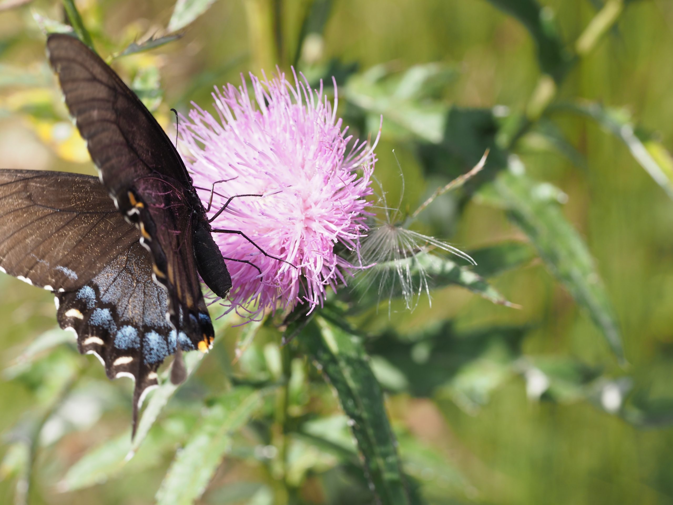 Black Swallowtail on Native Thistle Black Swallowtail on Native Thistle