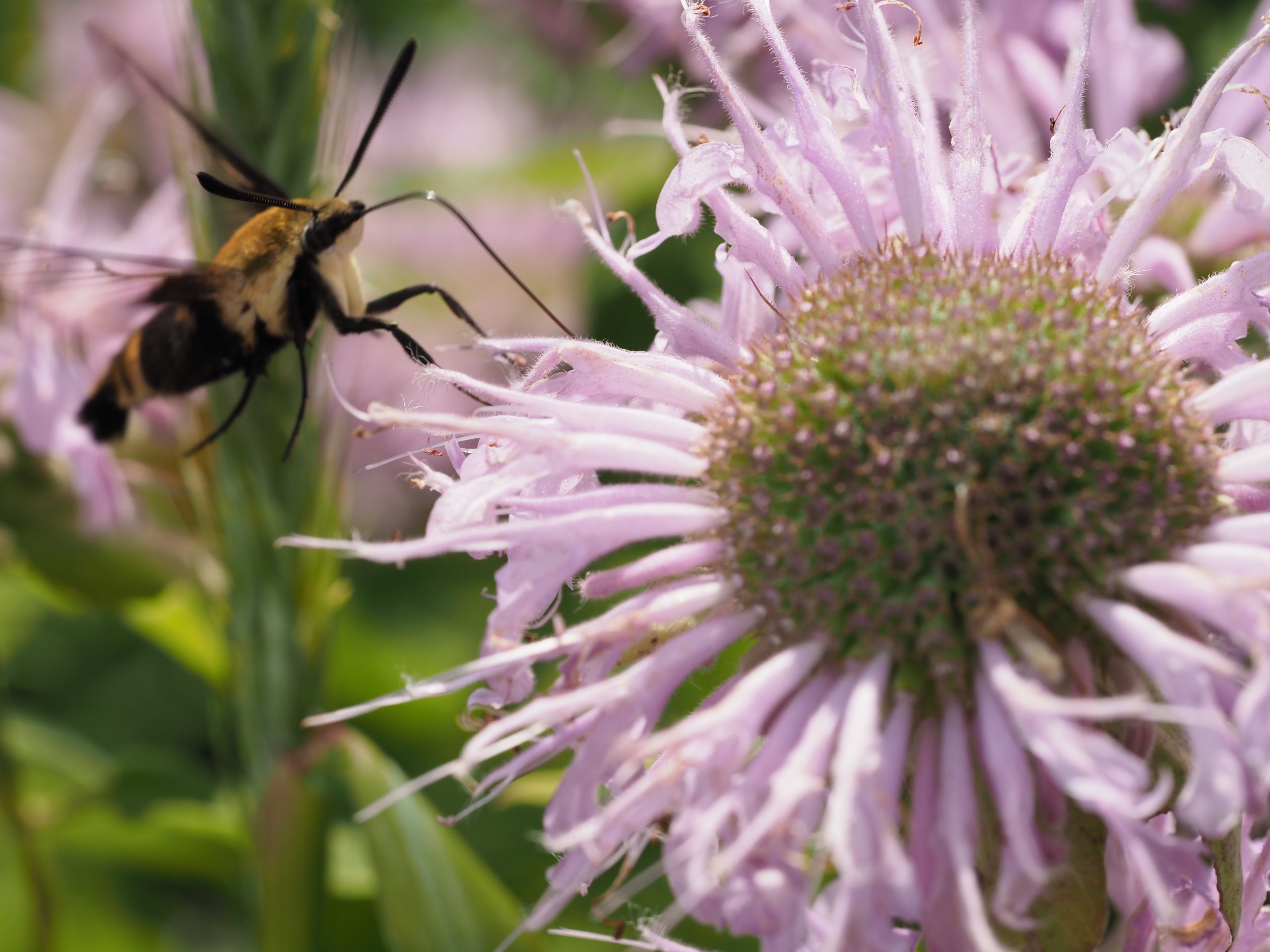 Hawkmoth on bee balm Hawkmoth on bee balm