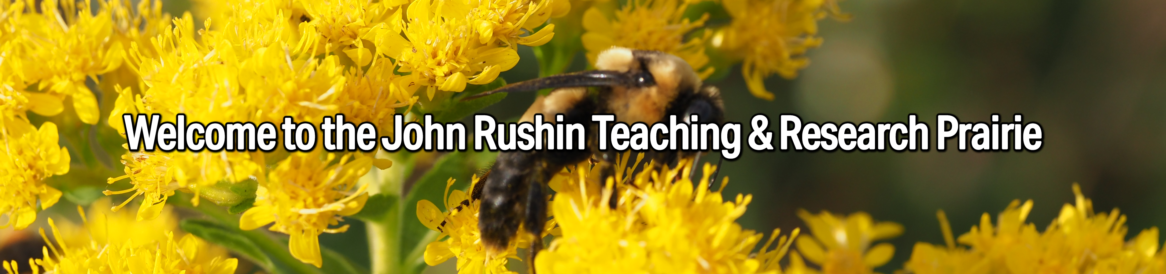 John Rushin Banner A bee on yellow flowers with "Welcome to John Rushin Research Prairie" written across it
