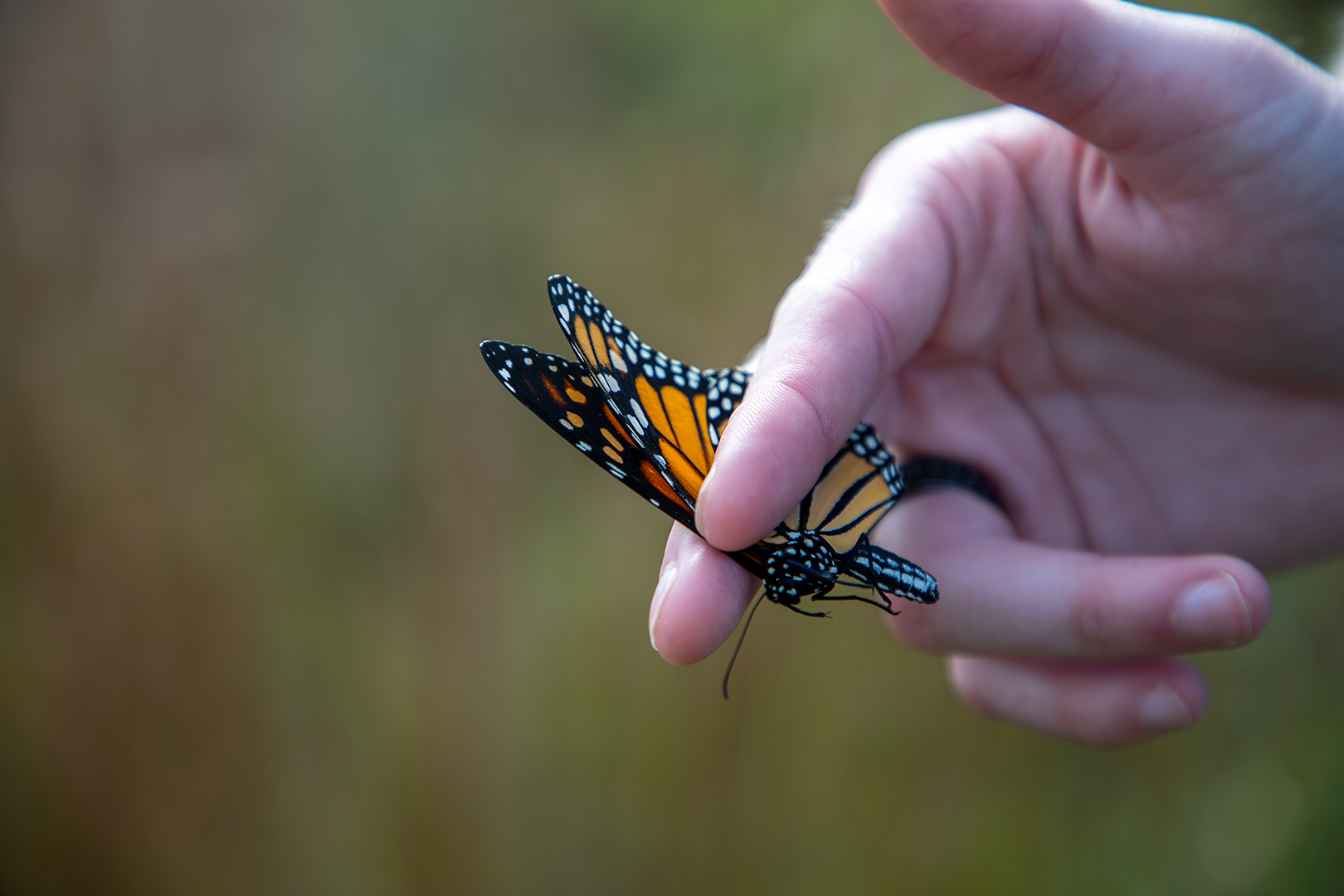 Monarch closeup Monarch Closeup