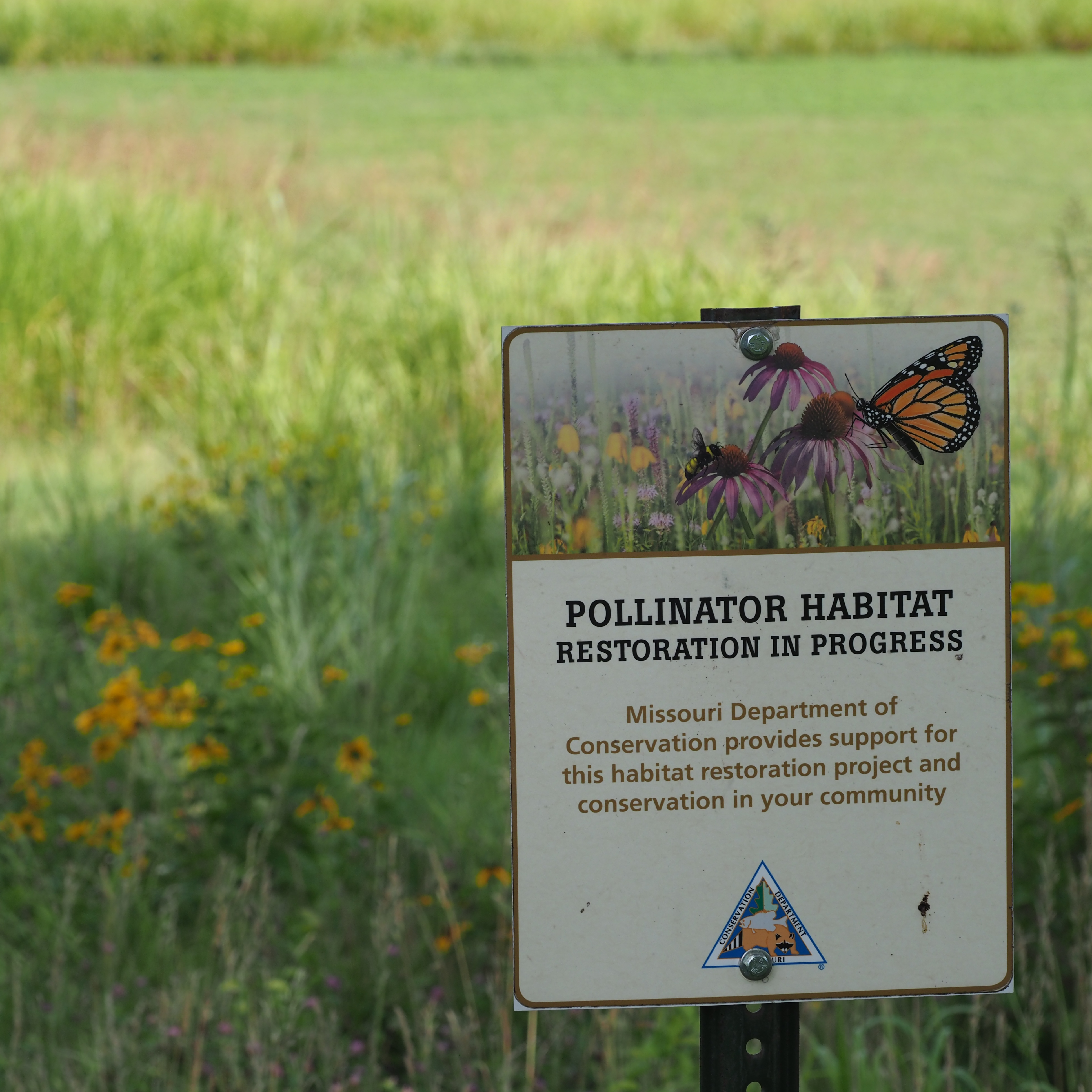 Pollinator habitat sign A sign stands in front of the prairie and reads "Pollinator habitat restoration in progress" It also states that the Missouri Department of Consorvation provides support to this restoration project and conservation in the community.